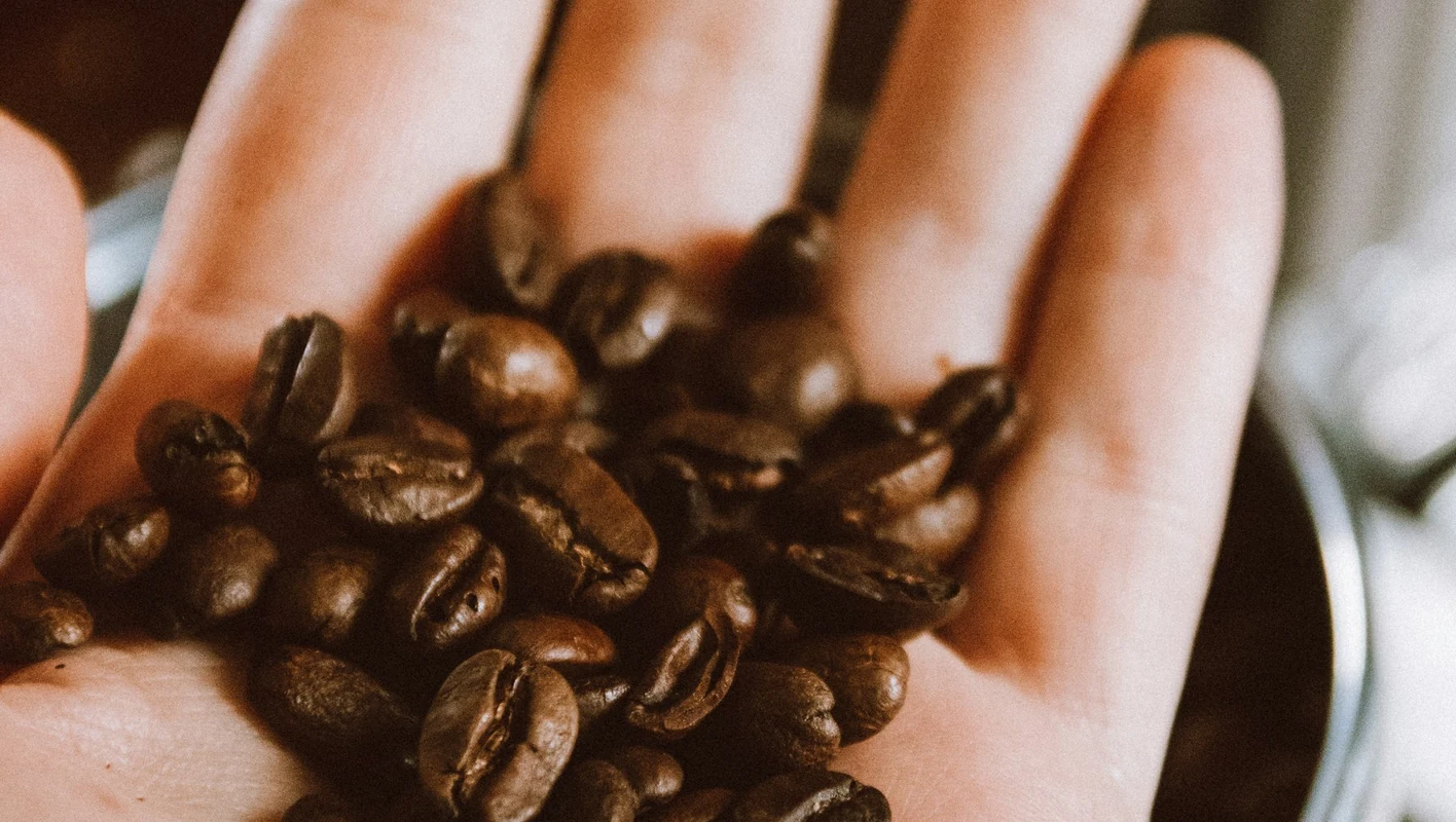 Grãos de café nas mãos de uma pessoa.
